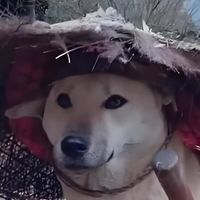 王伟龙